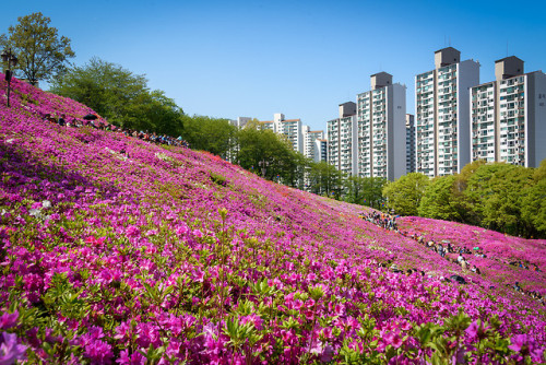 Gunpo Royal Azalea Festival, Gyeonggi-do