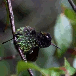 stiekemekat: Fiery-Throated Hummingbird enjoying the rain