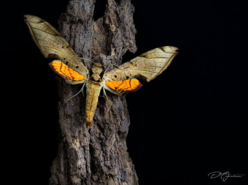 end0skeletal: Streaked Hawk-Moth Sphinx (Protambulyx Strigilis). by DeoIron