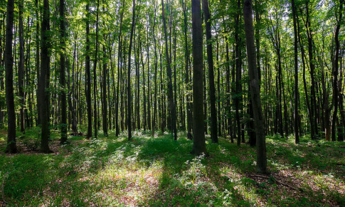 pellinni-photo:dense beech forest with tall trees-171803 - dense beech forest with tall trees. beaut