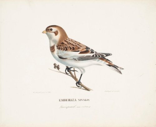 finnish-art-gallery:Snow Bunting in Winter, Wilhelm von Wright, Finnish National Galleryhttp://kokoe