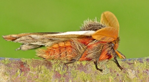 Male Chilean Silkmoths, Ormiscodes Schmidtnielseni, Saturniidae