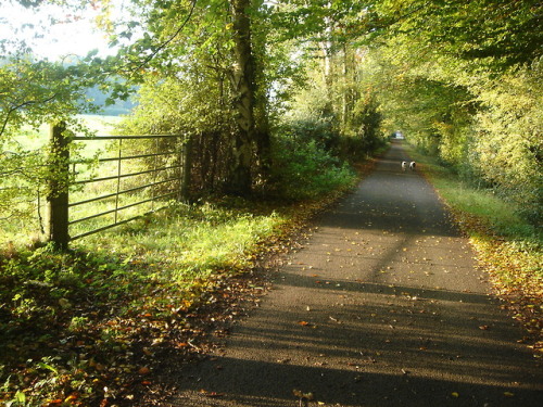 woodlandtrust:By the Road to the Contagious Hospital - William Carlos WilliamsBy the road to the con