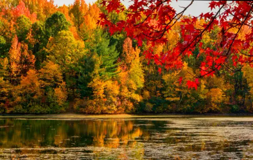 Autumn Shows Us That Far From Shunning Change Natures Achieves This Transition Effortlessly.Autumn Shows