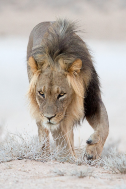aloesaurus:  ➾ Kalahari Lion