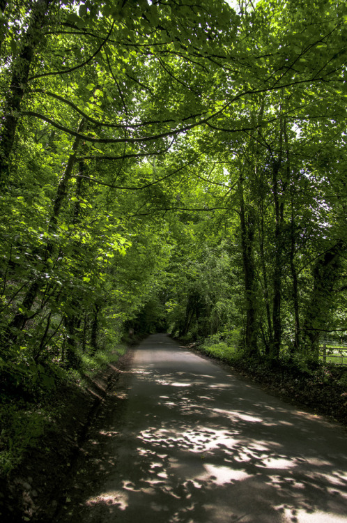 Country lane