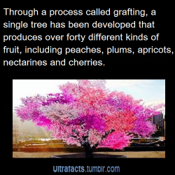 leadhooves:  ultrafacts:  Source  [For more facts, Click HERE to follow Ultrafacts]  The Tree of Woah