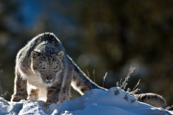 earthlynation:  Snow Leopard by Catman-Suha 