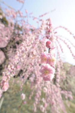 japan-overload:20140316 Oagata Shrine 9 by BONGURI on Flickr.