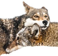 beautiful-wildlife:Red Wolf Pair in Snow by