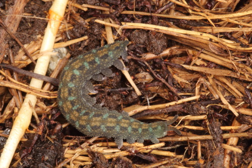 onenicebugperday:Velvetworm, Ooperipatellus viridimaculatus, Peripatopsidae, New ZealandLike all vel