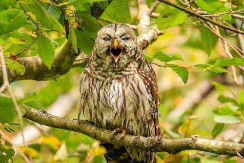 mister-owl-428: owlowlies: New post on te5seract Yawn Well time to be productive! https://buff.ly/2V