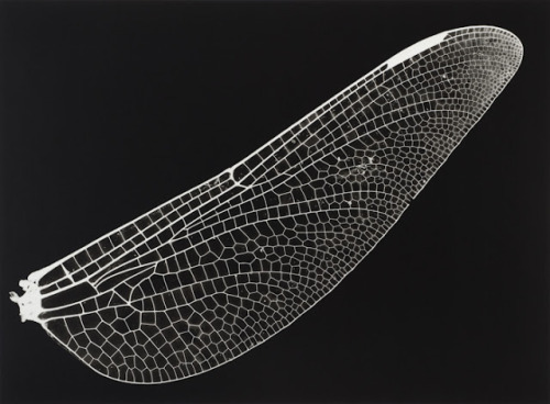 iamjapanese:  gacougnol:  Kazuyuki SoenoFossil of Light  SOENO Kazuyuki （添野 和幸 Japanese, b.1968） 