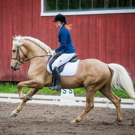 VoiveetiVoiveikko x Pimun SiruFinnhorse, StallionBorn 2010