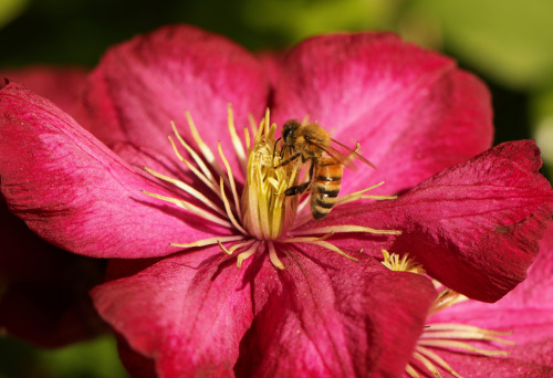 Still a few bees left, but they are slow and the nights are cold and soon they will all be gone.