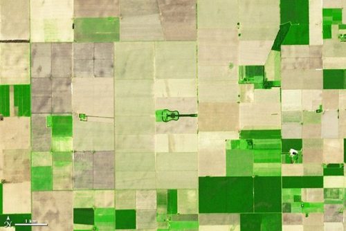 Land art: The guitar forestDeep in the Pampa of Argentina is a kilometre long forest that has been g