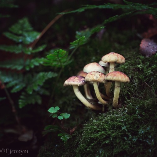 jcatchthelight:Small things in my forest.