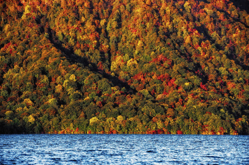 nubbsgalore:  leaf senescence begins with the advent of the summer solstice, as the days get shorter