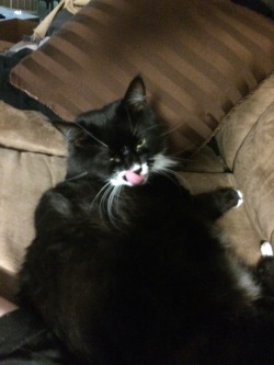 derpycats:  This is Beans, being a little derp.