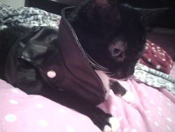 bosimba:  i found a leather jacket made for build-a-bears in my closet so naturally i had to put it on my cat 