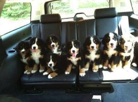 awwww-cute:  All the puppies!