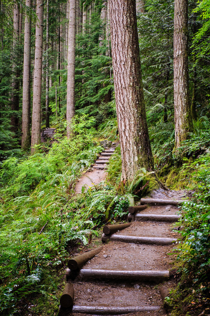 travelthisworld:  Forest Stairway Mt. Si, Washington, USA | by Alex 