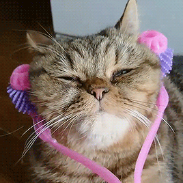 oneshadeofgay:  springcottage: torachanthecat on ig @mostlycatsmostly
