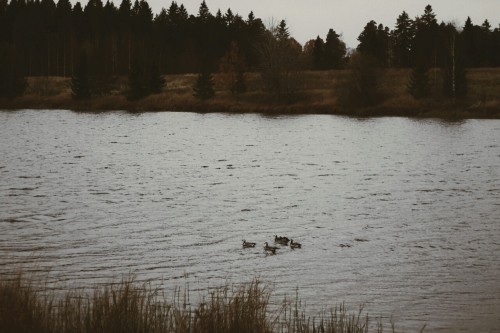 oonajuliar: My autumn moments in the woods, by the river and lakes. This is my Finland. Kymi the riv