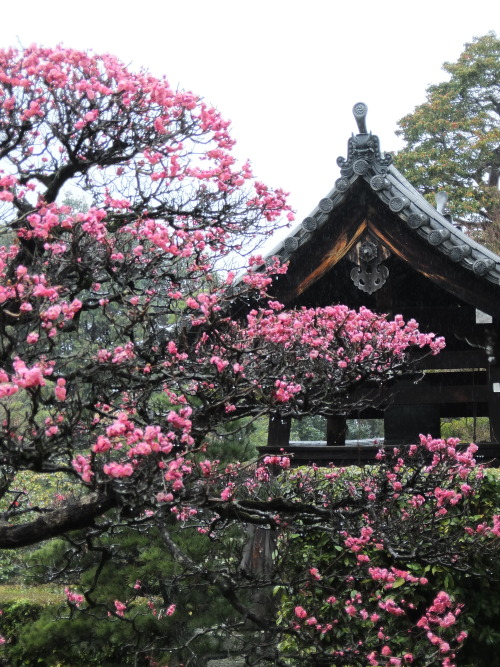 colorful4japan: The flower of a plum in Unryū-in Higasiyama-ku,Kyoto,Japan 2014