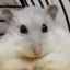 silvermice