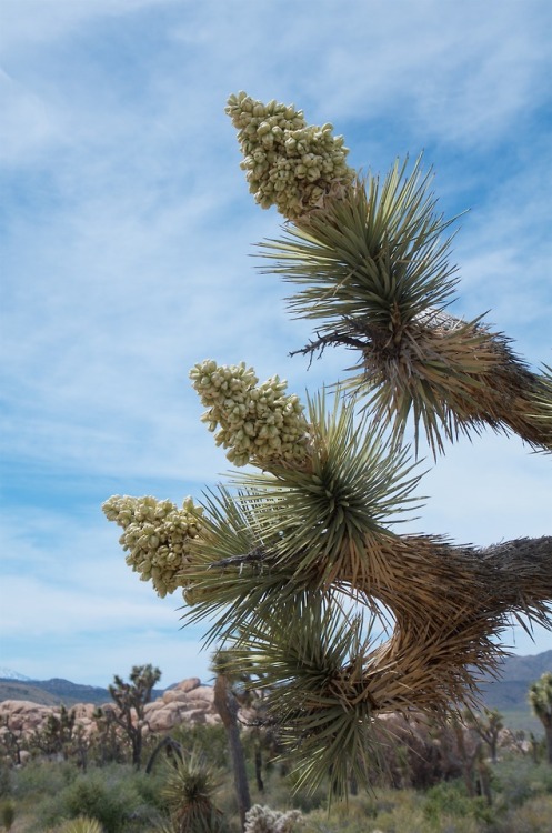 embracingtheview - Joshua trees in blossom. Joshua Tree National...