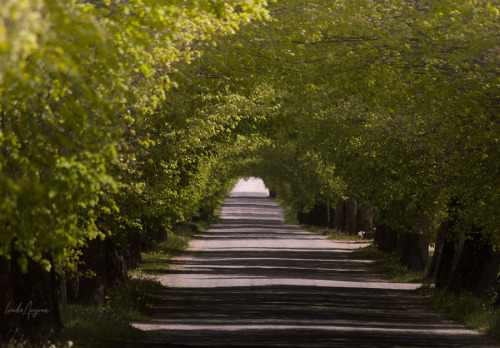 tree arch