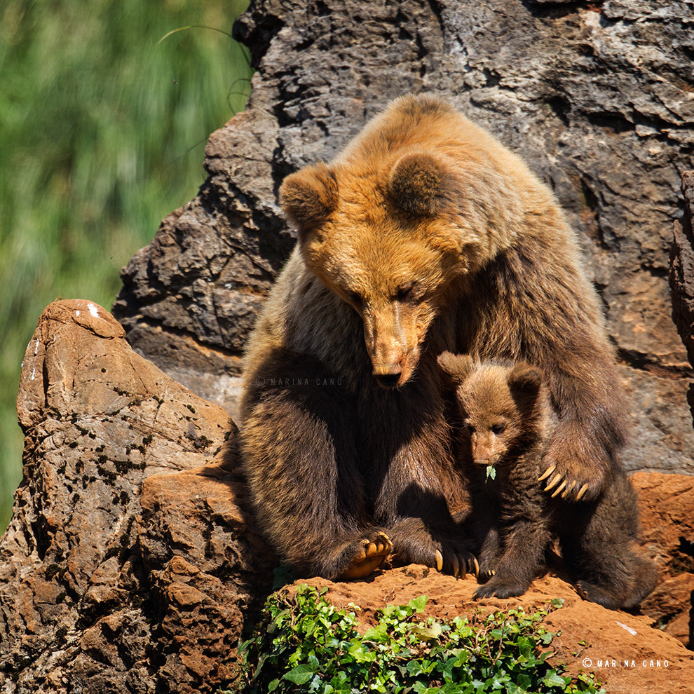 magicalnaturetour:  500px / I will Take Care of You by Marina Cano)\