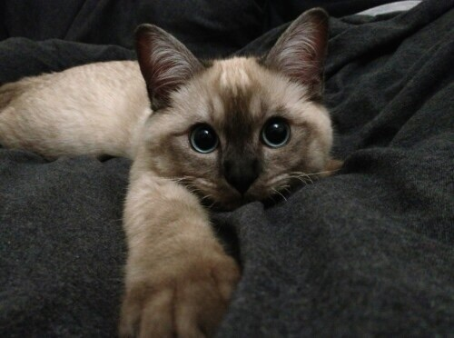 I love kitties