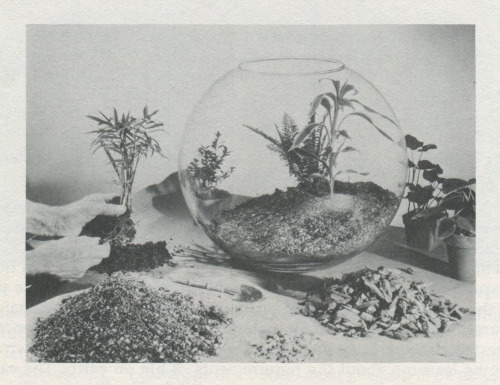 The World of Terrariums, Charles L. Wilson, 1975