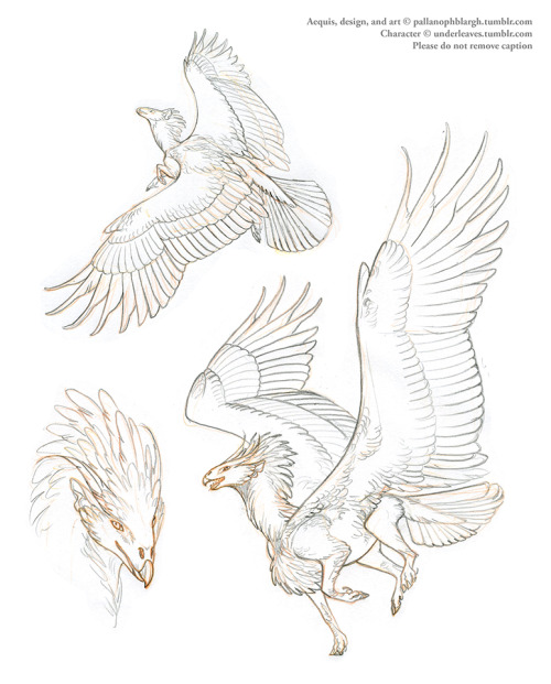 pallanophblargh:  Two more Aequis concepts in process; these are customs for @underleaves (top two images) and @noctuamagpie (bottom image). The first is a grasslander x desert hybrid with hoopoe coloration, second is a northern temperate arboreal based