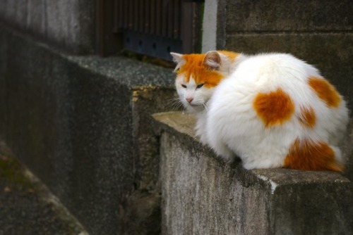 y-hoshizaki:今日の猫。