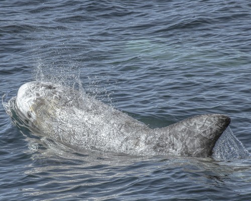 Risso’s Dolphins.4/7/22