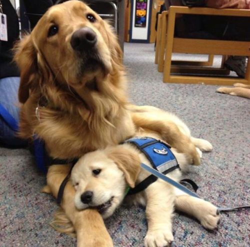 babyanimalgifs