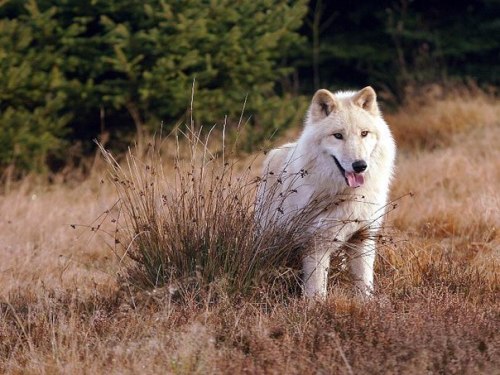 huginn89:  Wolves