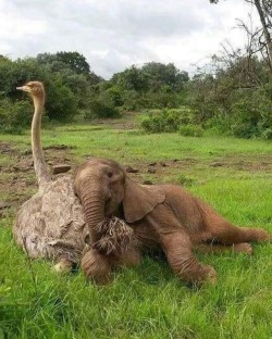 awwww-cute:  Ostrich make good pillows (Source: