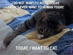 jossisgod:  sarabeth72:  I’ve already done my adulting for the day…now I shall cat.  If only that was an option sarabeth72.   