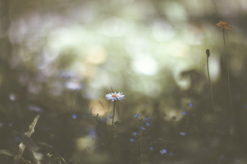 elenamorelli:{ daydreaming on a springtime meadow }