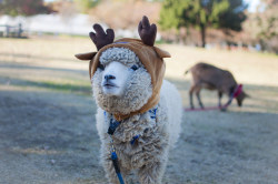 wanderthewood:  Sheep dressed like a reindeer