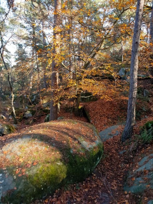 Forêt de Fontainebleau, secteur Franchard