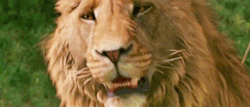 agentsokka: #that feeling when 2005 CGI Aslan emotes more than 2019 CGI lions