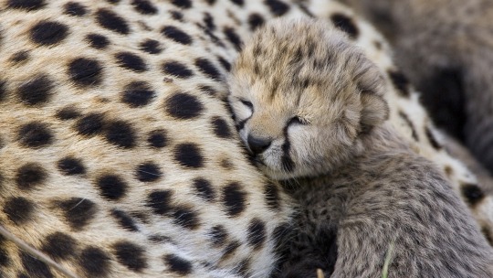 Are you feeling kind of down right now? It’s not your fault that you forgot what baby cheetahs look like. Really. One time I did too.