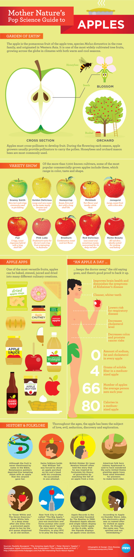 The apple is one of Earth’s most iconic foods, symbolizing everything from health and beauty to evil and ingenuity. In honor of these gravity-revealing, doctor-repelling superfruits, MNN offers a graphical tribute to apples’ enduring popularity.