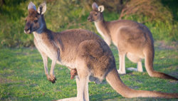 sixpenceee:  Female marsupials all have three vaginas. That includes kangaroos, koalas, quokkas, and wombats. The side ones carry sperm to the two uteruses while the middle vagina sends the joey down to the outside world. (Source)