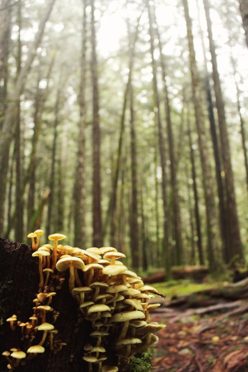 matchbox-mouse:Little mushrooms in the woods on a hike in BC.